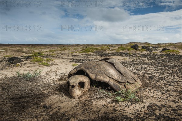 Skeleton of a Loggerhead sea turtle