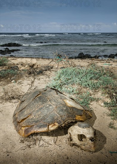 Skeleton of a Loggerhead sea turtle