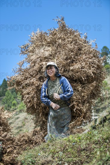 Woman carrying dried fern as fodder to her farm