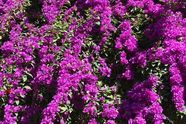 Pink bougainvillea