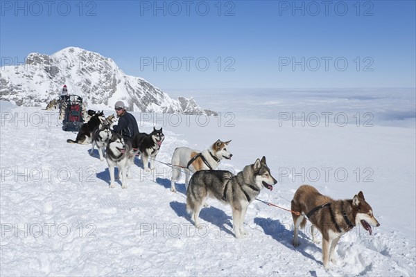 Sled dog teams with mushers at rest stop