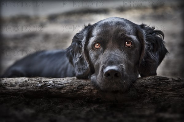 Labrador mongrel looking over a tree trunk