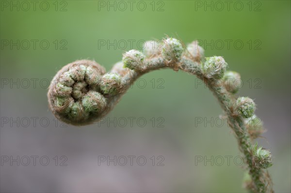 Soft shield fern