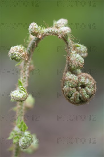 Soft shield fern