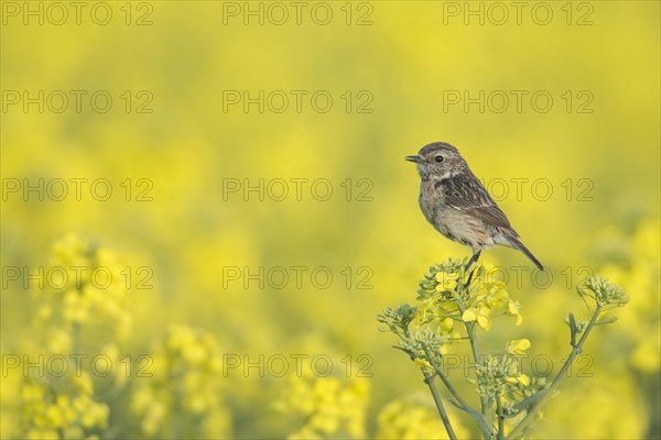 European Stonechat