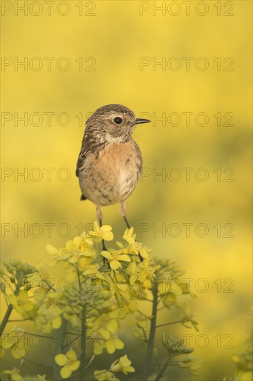 European Stonechat