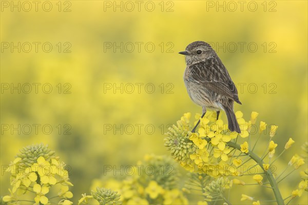 European Stonechat