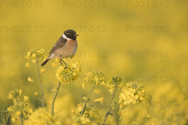 European Stonechat