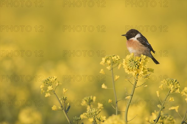 European Stonechat