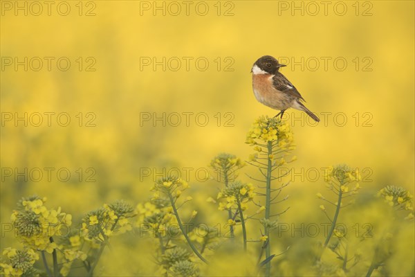 European Stonechat