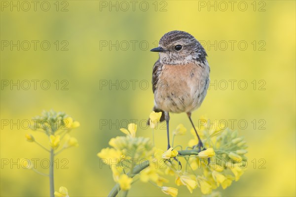 European Stonechat