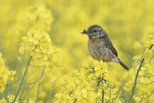 European Stonechat