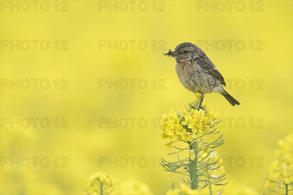 European Stonechat