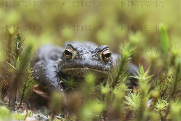 Common Toad