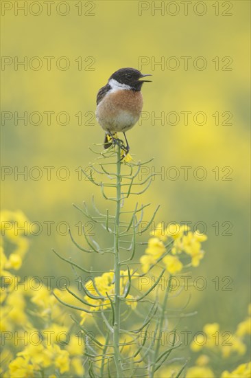 European Stonechat