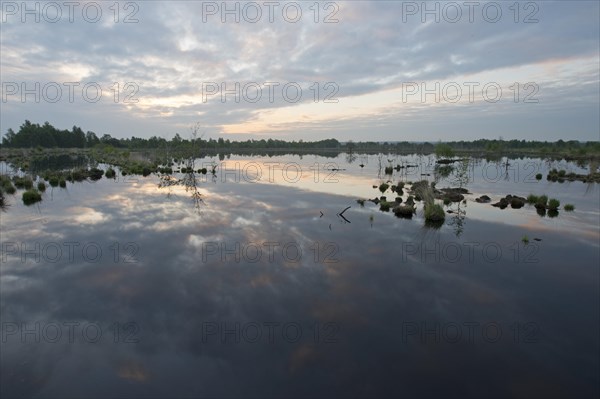 Morning in the moor