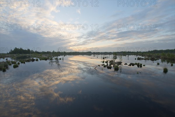 Morning in the moor