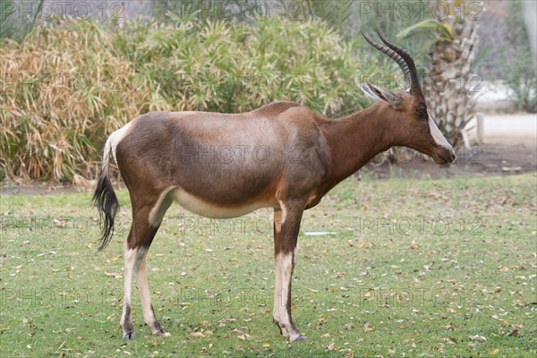 Blesbok