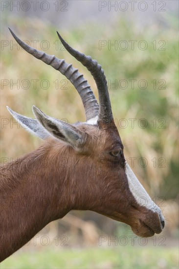 Blesbok