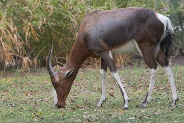 Blesbok