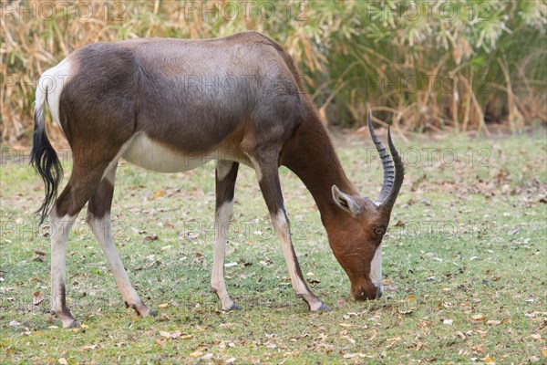 Blesbok