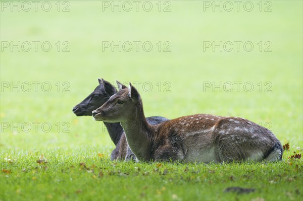 Fallow deer