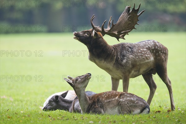 Fallow deer