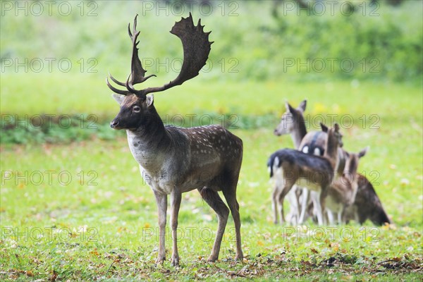 Fallow deer