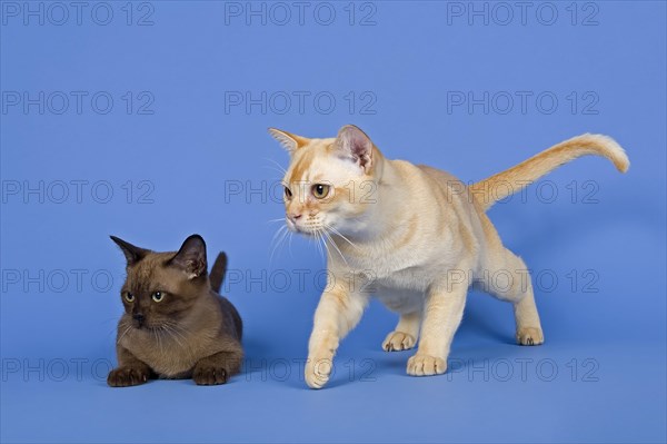 Pedigree cats