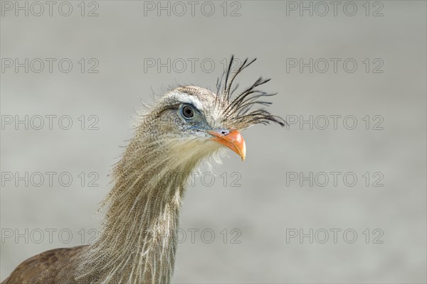 Red-legged Seriema