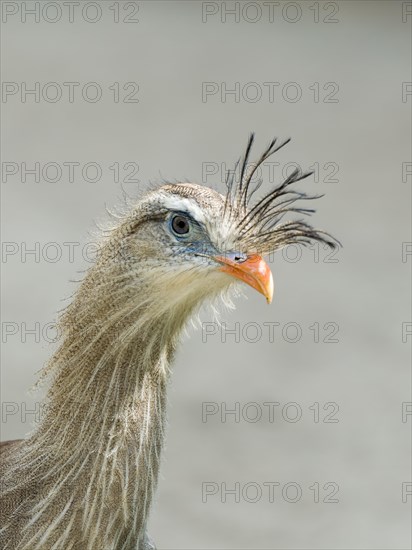 Red-legged Seriema