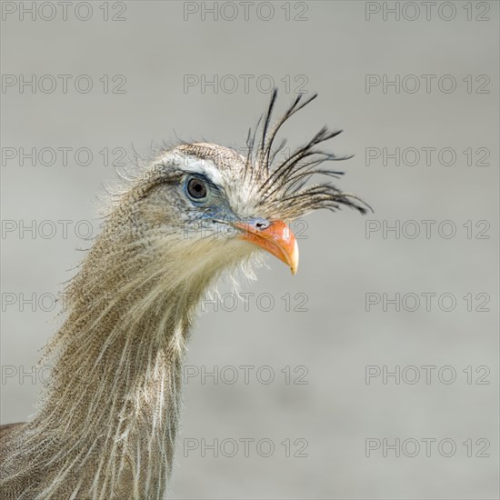 Red-legged Seriema