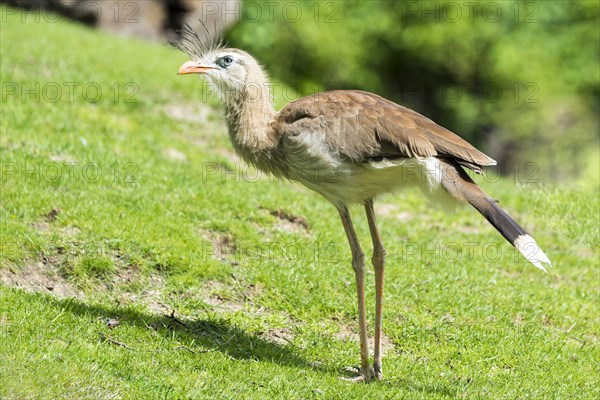 Red-legged Seriema