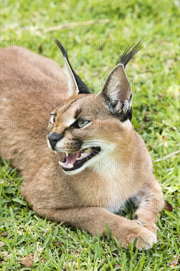 Caracal