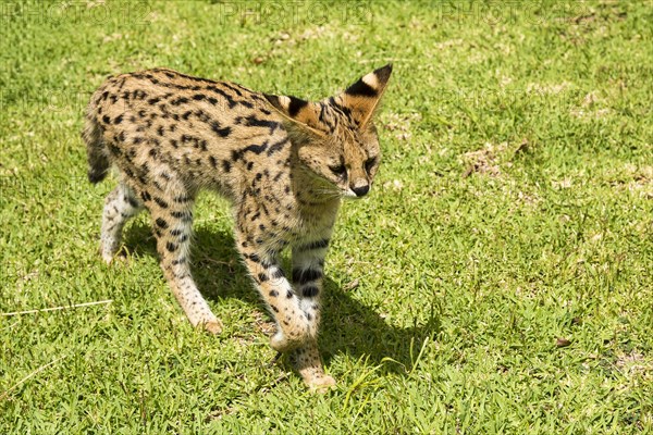 Young serval