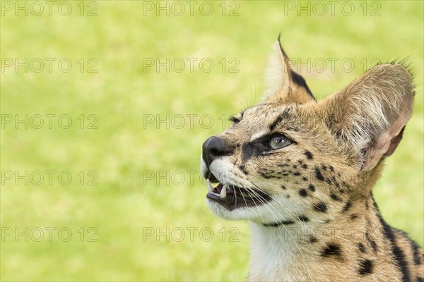 Young serval