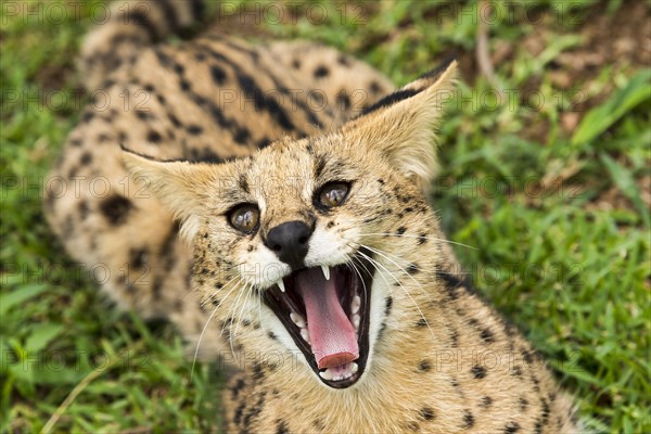 Hissing serval