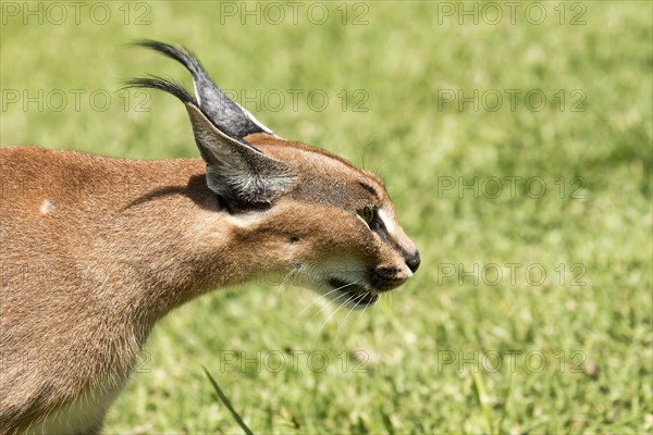 Caracal