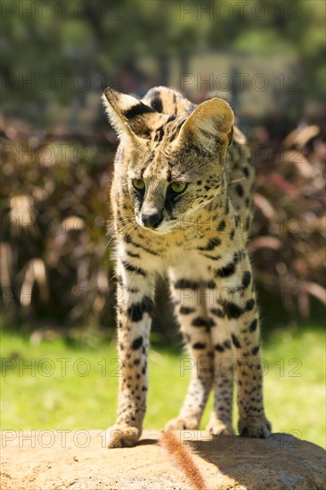 Serval