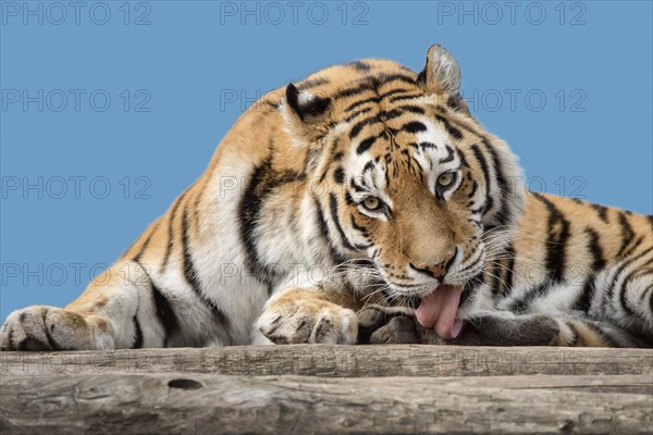 Siberian tiger