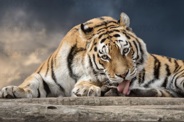 Siberian tiger