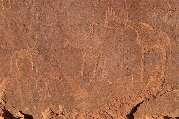 Neolithic petroglyphs of a giraffe