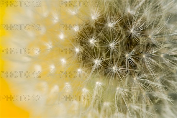 Seeds of Rough Hawkbit