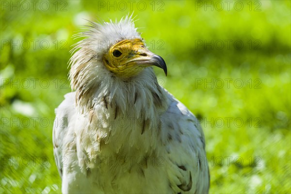 Egyptian Vulture