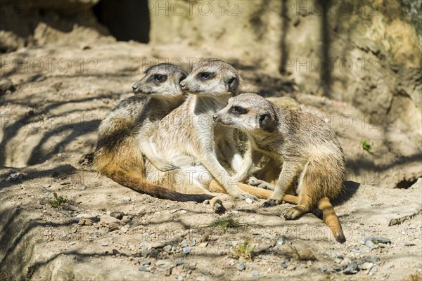 Three Meerkats