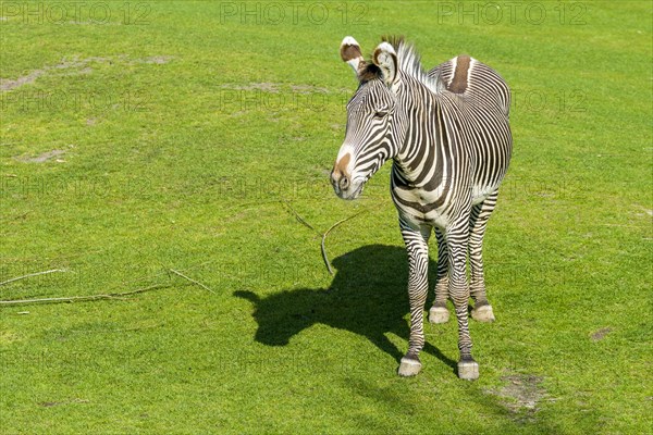 Grevy's Zebra