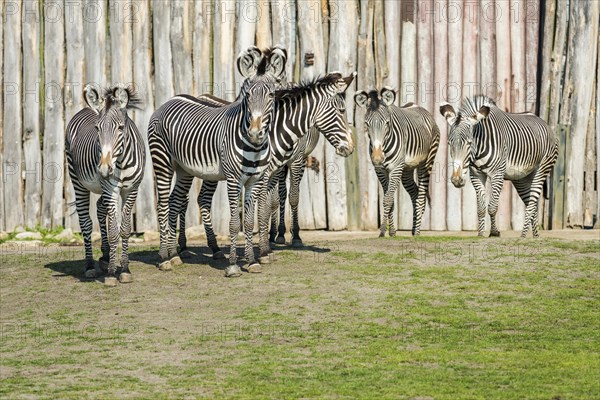 A group of Grevy's Zebras