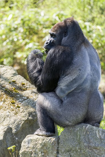 Western Low Land Gorilla