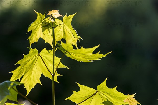 Leaves of Norway Maple