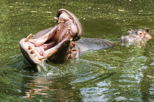 A Hippopotamus